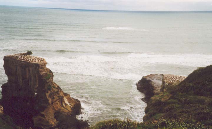 ϼ  Muriwai Beach .1