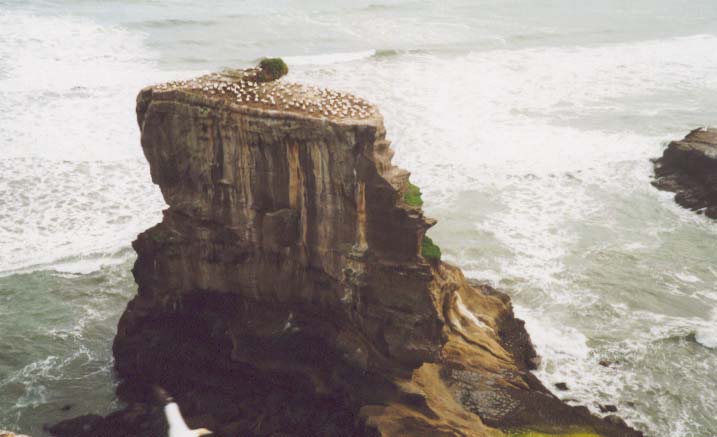 ϼ  Muriwai Beach .3